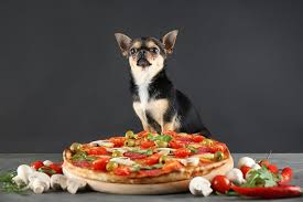 The best flea treatments for cats include flea and tick preventative products like frontline and advantage. Can Dogs Eat Olives Are Olives Bad For Dogs American Kennel Club