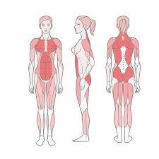 This information is intended for medical education and. Back Muscles Stock Photos And Images 123rf