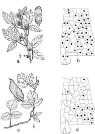 Image result for Dolichos simplicifolius