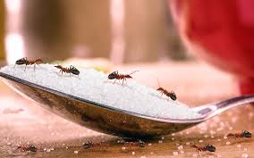 Ant Control and Extermination | Maximum Pest Management | Wichita KS