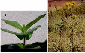 Image result for Guizotia scabra