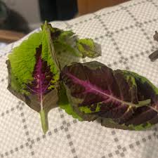 Image result for Coleus hadiensis