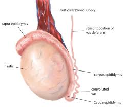 There are a lot of reasons to feel testicular mass. My Left Testicle Is Not Round Is This An Issue Quora