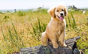 Stickers featuring millions of original designs created and sold by independent artists. Golden Retriever Puppy Wallpapers Top Free Golden Retriever Puppy Backgrounds Wallpaperaccess
