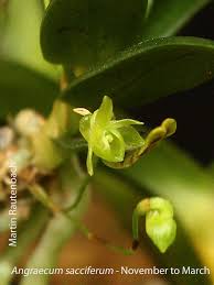 Image result for Brachycorythis inhambanensis