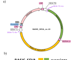 Image of SEVA plasmid collection