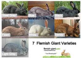 Desired Sizes For Flemish Giants Flemish Giant