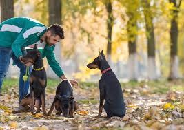 This price range is for the typical american doberman. Training Secrets For Doberman Pinschers Bechewy