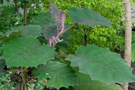 Image result for Solanum schumannianum