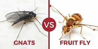 Clear the area of people and pets. What S The Best Way To Get Rid Of Fruit Flies Quora