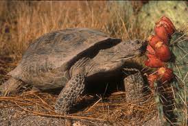 Reptiles Saguaro National Park U S National Park Service Desert Tortoise Galapagos Tortoise Tortoise Care