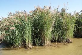 Image result for Phragmites