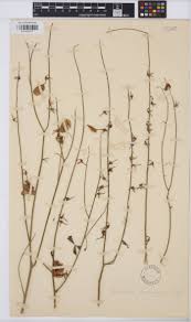 Image result for Crotalaria damarensis