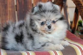 I have parti color pomeranian puppies. Blue Merle Pom Puppy Pomeranian Puppy Puppies Cute Animals