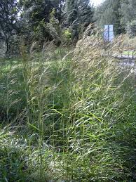 Image result for Hyparrhenia rudis