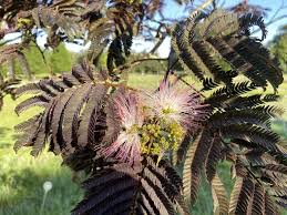Image result for Albizia zimmermannii
