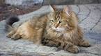 Hypoallergenic Cat | Missouri | WynnHeart Siberian Cats