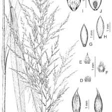 Image result for Poecilostachys oplismenoides