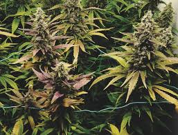 Check spelling or type a new query. The Causes And Solutions For Yellow Cannabis Leaves Rqs Blog
