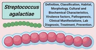 Image result for Streptococcus