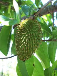 Image result for Annona muricata