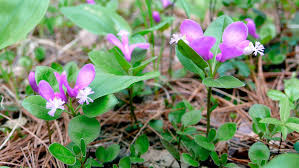 Image result for Polygala gazensis
