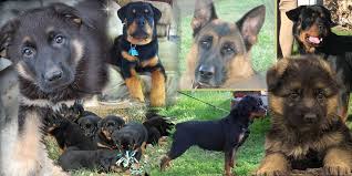 We are a code of ethics rottweiler kennel in ca., located in northern california directly between san francisco and sacramento. German Shepherd Rottweiler Breeders In Sacramento Ca Vom Hognadottirs