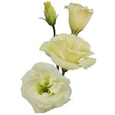Echo Champagne Lisianthus Flowers I M Growing These In The Garden This Year Lisianthus Flowers Lisianthus Flowers