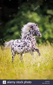 Genau wie das american miniature horse. Falabella Pferd Stockfotos Und Bilder Kaufen Alamy