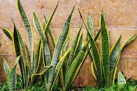 Image result for Xerophyta zimbabwensis