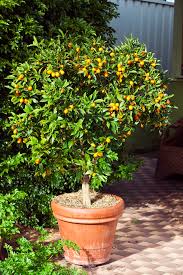 Many of these porch arrangements use a variety of sizes, colors, and heights to make them stand out. Best Pot Plants For Sun And Shade Burke S Backyard