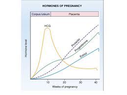 Prolactin Level During Pregnancy Hormones Level During