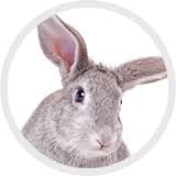 To get an idea for how much it takes to insure a rabbit through nationwide, we got a quote for a rabbit in new jersey. Insurance Plans For Your Dog Cat Bunny Or Horse Petplans With Pet N Sur