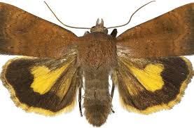 Image result for Noctua interjecta