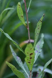 Image result for Vernonia jelfiae