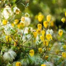 Image result for Clematis villosa