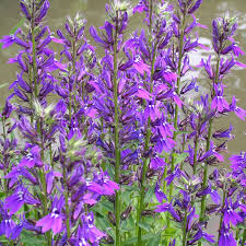 Image result for Lobelia fervens