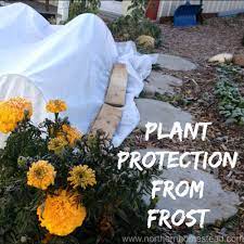 These techniques and frost covers will provide frost protection for plants, keeping your veggies growing well into the fall and winter. Plant Protection From Frost Northern Homestead