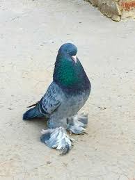Mary Newman Adli Kullanicinin Aves Panosundaki Pin Guzel Kuslar Evcil Hayvanlar Kus