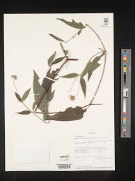 Image result for Aspilia ciliata