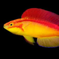 268 both nyct and mabstoa operate service pursuant to a lease agreement with the. Iwarna Triton Tank 302 Sims Ave Page 5 Aquarium Iwarna Singapore Reef Club The Number One Resources Portal And Community For All Saltwater Reef Aquarium Keeping Hobby In Asia