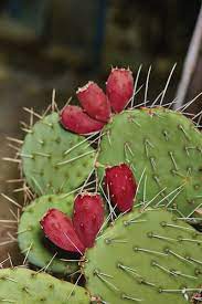 The edible parts are the leaves, flowers, stems and fruit. Prickly Pears Are A Thorny Business But Offer Tasty Fruit Choice