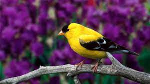 Download Wallpaper 1920x1080 American Goldfinch Bird Branch Burung Burung Liar Binatang