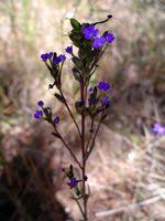 Image result for Astripomoea lachnosperma