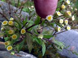 Image result for Eschenbachia