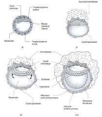 Laxation , loosening the act of making something less tight tightening the act of making something tighter accommodation (physiology) the automatic adjustment in focal length of the. Modification Du Blastocyste Mise En Place Du Disque Embryonnaire Download Scientific Diagram