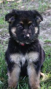 Puppies for adoption, puppies for sale, free puppies German Shepherd Dog Puppy Dog For Sale In Jackson Missouri