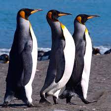 Gold Harbour South Georgia 82 By Per Lidvall Penguins Penguin Pictures Pet Birds