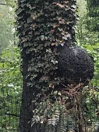 Image result for Rhizobium radiobacter, syn. Agrobacterium tumefaciens