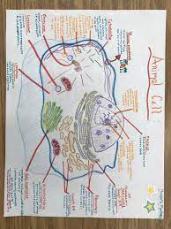 Animal Cell Drawing In Color Animal Cell Drawing Biology Drawing Animal Cell